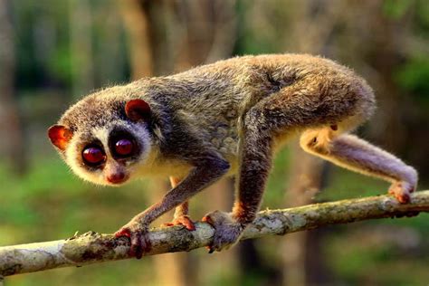 Loris Cane